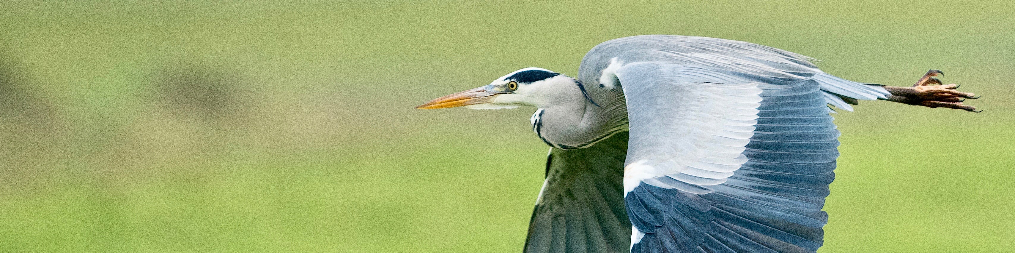 a heron